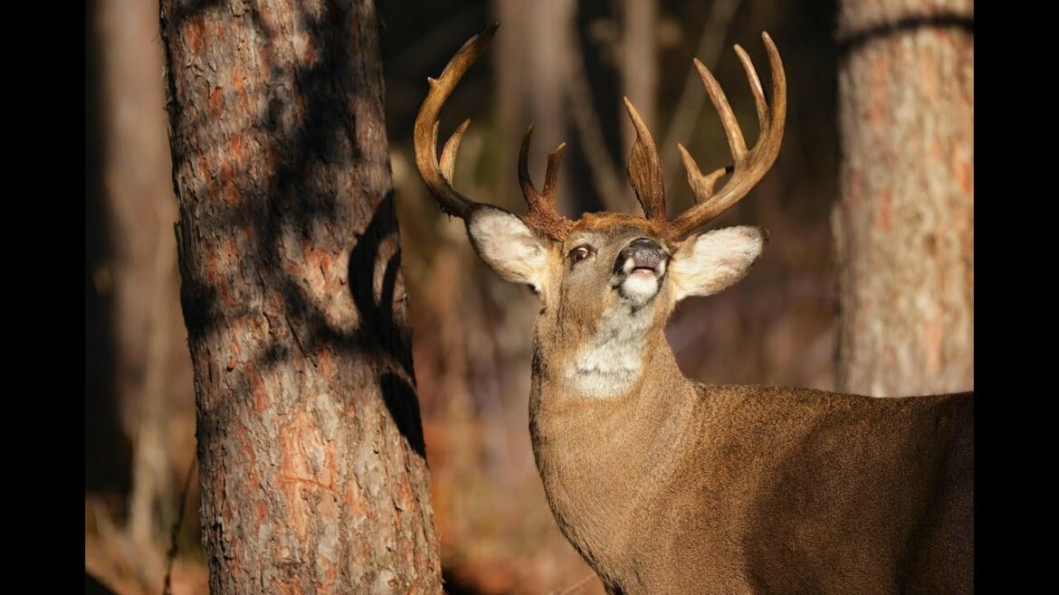 Gardez-le réel lors de la pratique de la chasse à l'arc |  Daniel Schmidt @deerhuntingmag