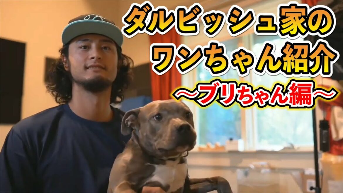[Avec Darvish]Présentation du chien de la famille Darvish.  ~ Édition Buri-chan ~