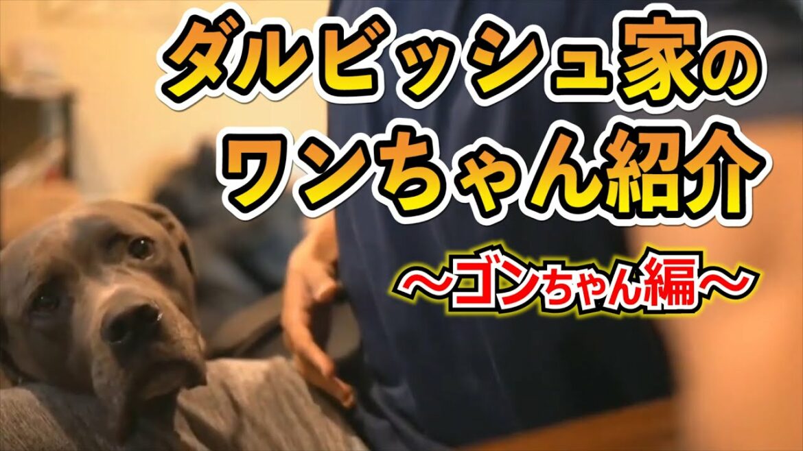 [Avec Darvish]Présentation du chien de la famille Darvish.  ～Édition Gon-chan～