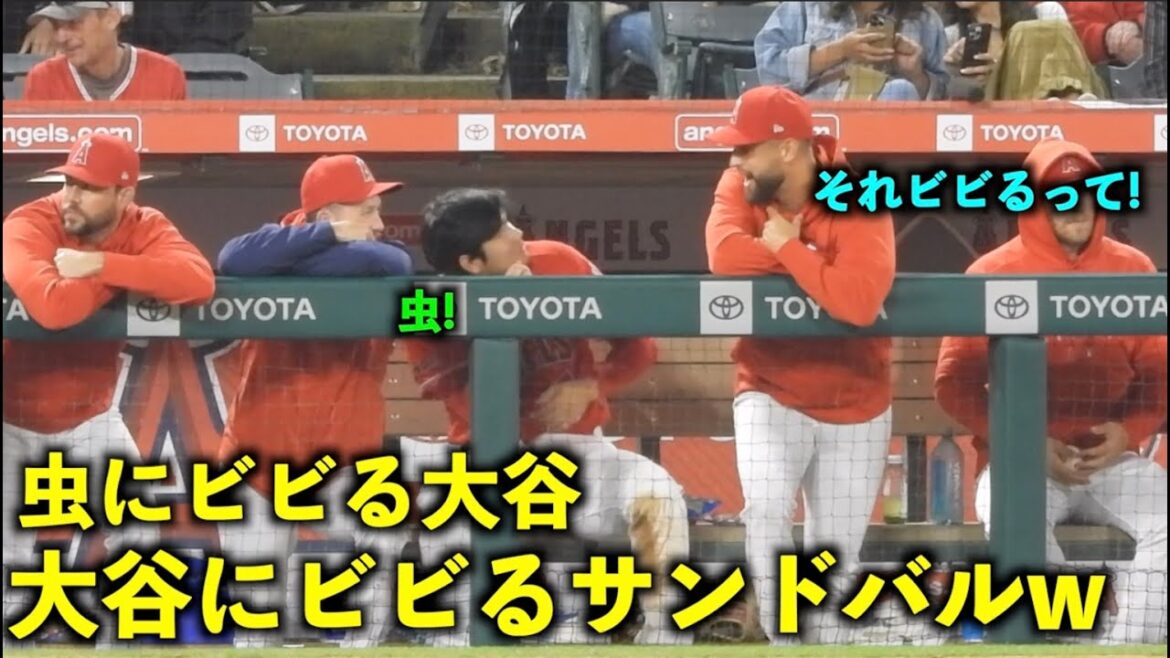 Drôle de chaîne ! Shohei Otani a paniqué à cause des insectes, et Sandoval a paniqué quand il l'a vu[vidéo locale]Angels vs Athletics Round 1 4/25