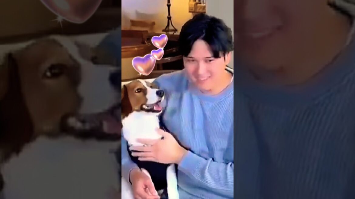 🐶Le pin's déco de Shohei Otani est si mignon qu'il s'y perd #shoheiohtani #decoy #dodgers