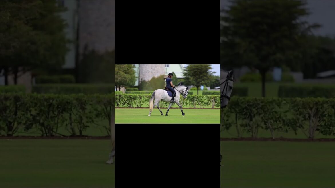 Quina del Pico - Jument Lusitanienne 2020 par Escorial x Heros Do M Bello #lusitano #dressagehorseforsale