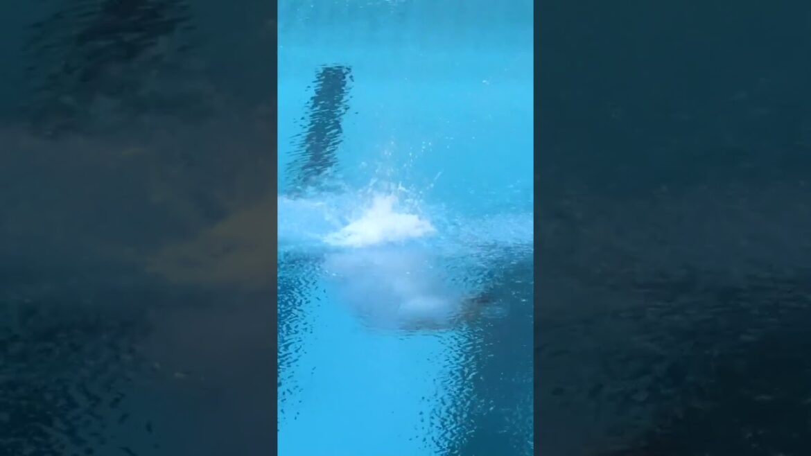 Fasciné par ce moment de plongée 🧚‍♂️Wang Zongyuan à Tokyo 2020 #Olympiques #Sports #Plongée