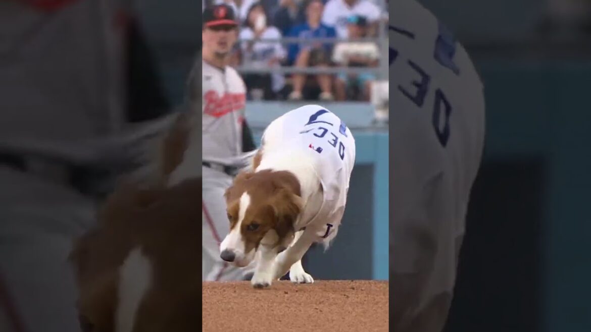 Decoy a obtenu le premier lancer ce soir pour Shohei Ohtani ! 🥺🐶