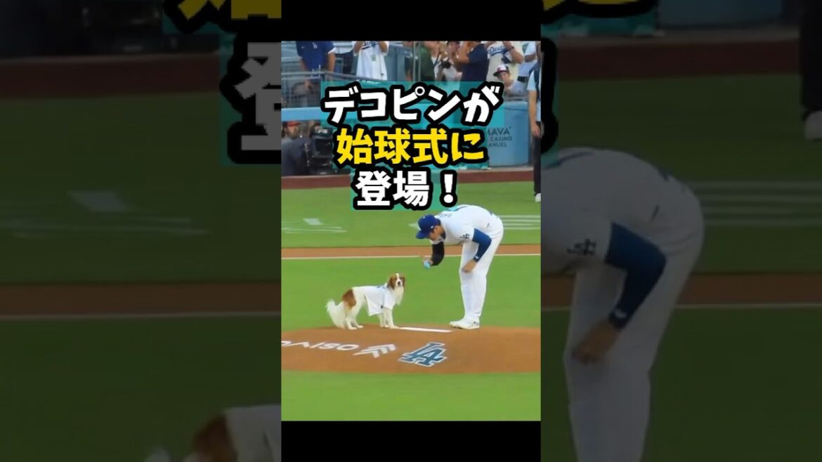 [Shohei Otani]Dekopin apparaît à la première cérémonie de pitch ! 🐶🔥😍 #shorts #baseball #Shohei Otani #mlb