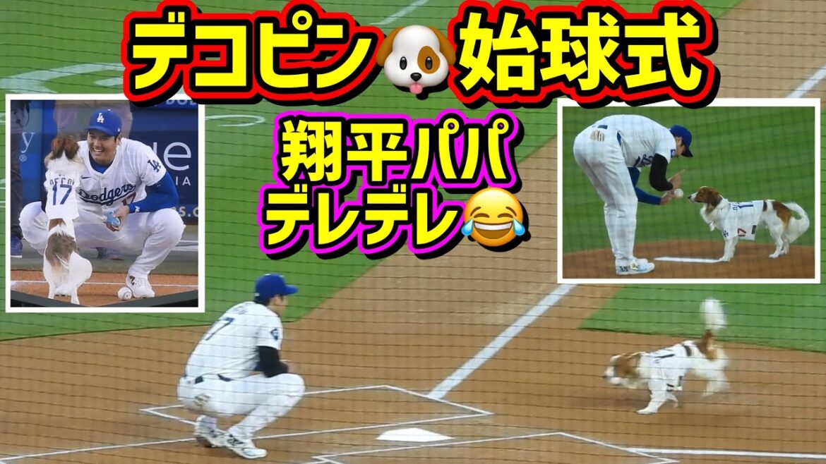 Grands applaudissements au stade !! ️Cérémonie du premier pitch de Dekopin 🐶 Le père de Shohei est fou 😂[Vidéo locale]8/28 vs Orioles ShoheiOhtani Dodgers