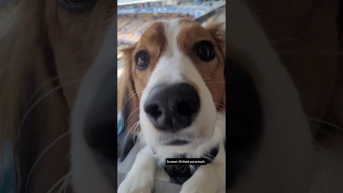 Premier match des Dodgers de Decoy 🥹 Shohei Ohtani 🎥 : ezraweisz/IG