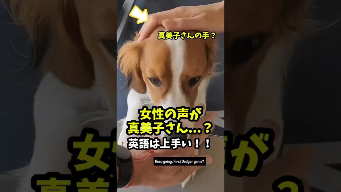 [Shohei Otani]La voix féminine est Mamiko... ? Votre anglais est bon ! ! 😮👍 #shorts #baseball #Shohei Otani #mlb #dog