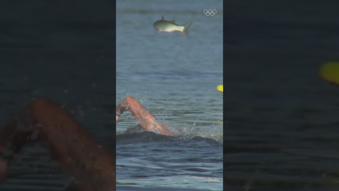 🐟 Ce poisson a participé au marathon de natation à Tokyo 2020 !