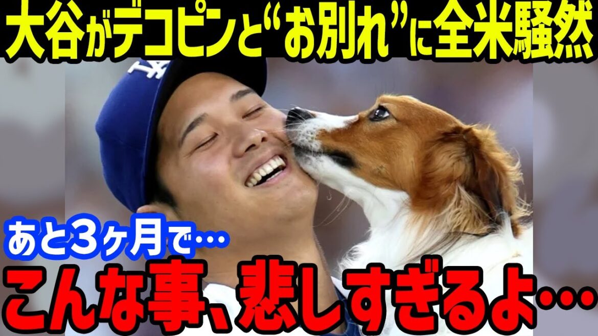 Les « adieux inattendus » de Shohei Otani avec Decopin provoquent un tollé à travers le pays... Comprend également l'année avec sa femme Mamiko et les perspectives pour le match d'ouverture en 2025[Overseas Reactions/MLB]