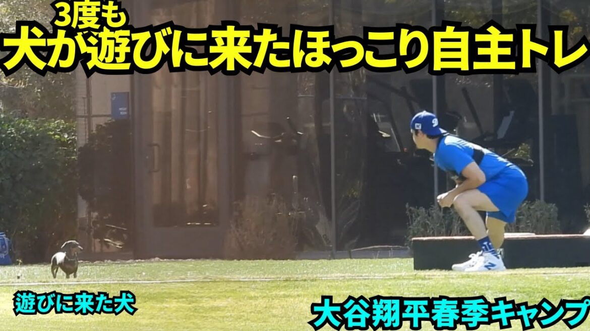 Shohei Otani aimait par les chiens! Les chiens sont venus jouer trois fois lors de la formation volontaire, l'Otani était également une expression détendue[Video locale]Trainage de printemps