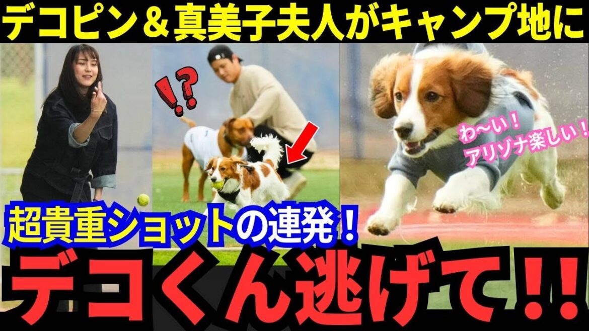 [Le shohei otani d'aujourd'hui]Decopène et la femme de Mamiko apparaissent également au camping! La famille Otani est là ... pourquoi tout le monde a-t-il ri? Le contrat de Kike a décidé! L'entraîneur Roberts est enfin là ...[MLB / Baseball / Reaction à l'étranger]