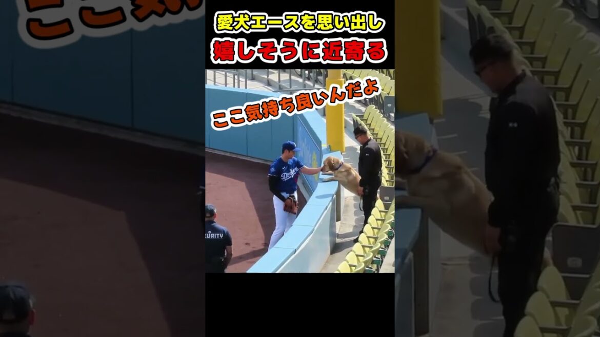 Otani Shohei a l'air heureux et ressemble à son Ace dog bien-aimé.