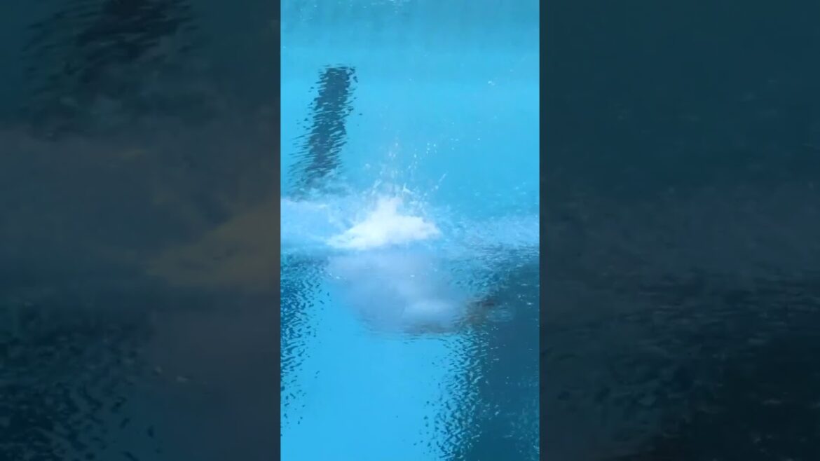 Envoûté par ce moment de plongée 🧚‍️ Wang Zongyuan à Tokyo 2020