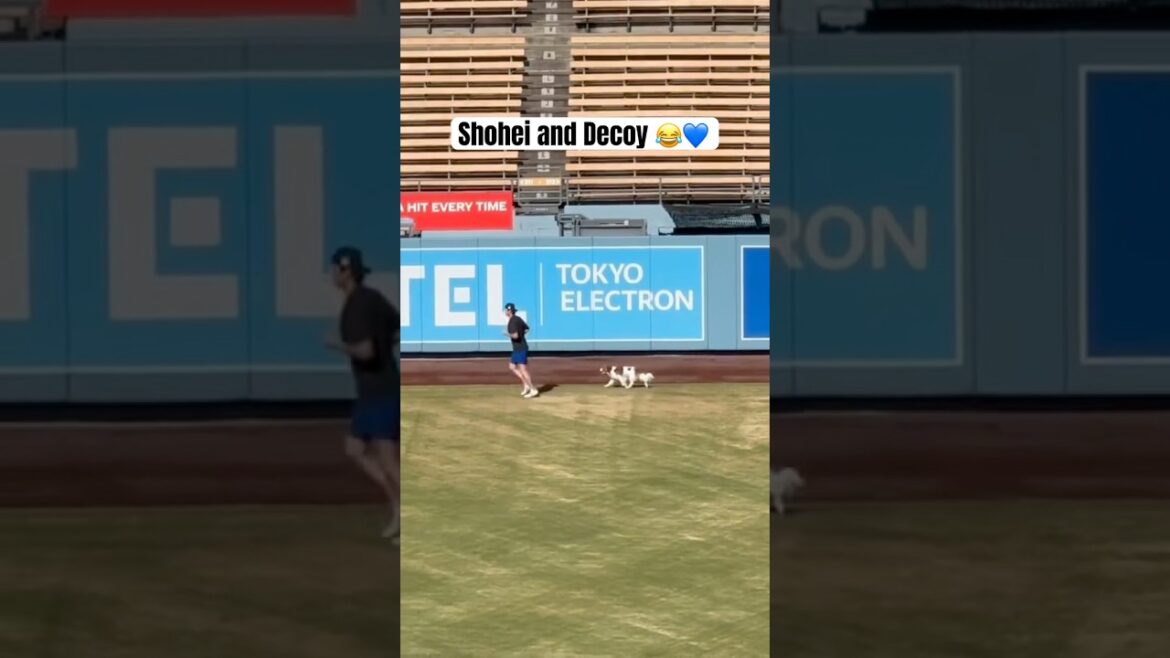 Shohei et son chien vont courir au Dodger Stadium 🫶