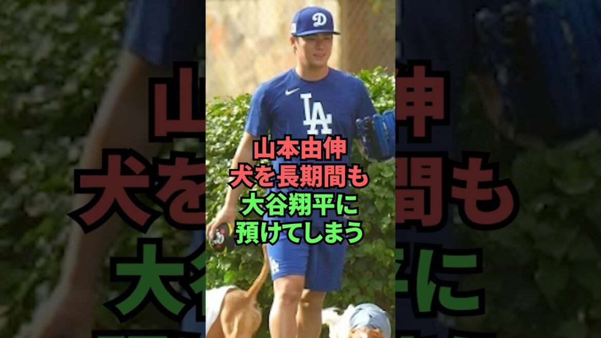 Yoshinobu Yamamoto laisse son chien avec Shohei Otani pour longtemps Yoshinobu Yamamoto laisse son chien avec Shohei Otani pour longtemps