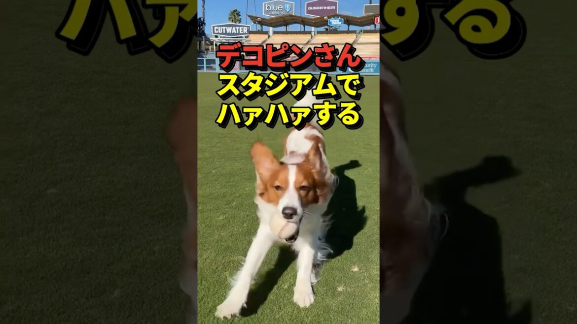 🐶 Dekopin poursuit énergiquement le ballon au Dodger Stadium ! Sur l'Instagram de Shohei Otani !