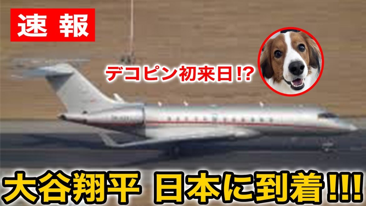 [Dernières nouvelles]Shohei Otani arrive au Japon avec sa femme Mamiko et sa fille dans un avion affrété ! Dekopin vient au Japon pour la première fois ! ? Après cela, nous retrouverons Samurai Japan ![Réaction WBC/outre-mer]