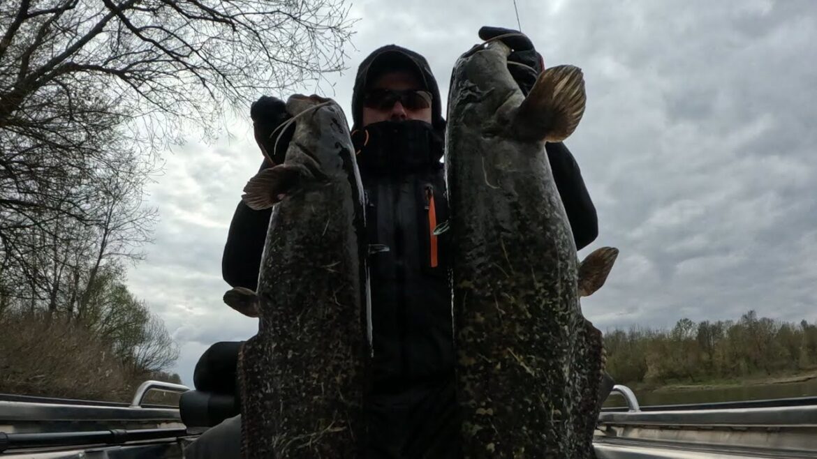 PÊCHE DES CARNADS CROATIE - SAVAGE GEAR 4PLAY SHAD 11CM