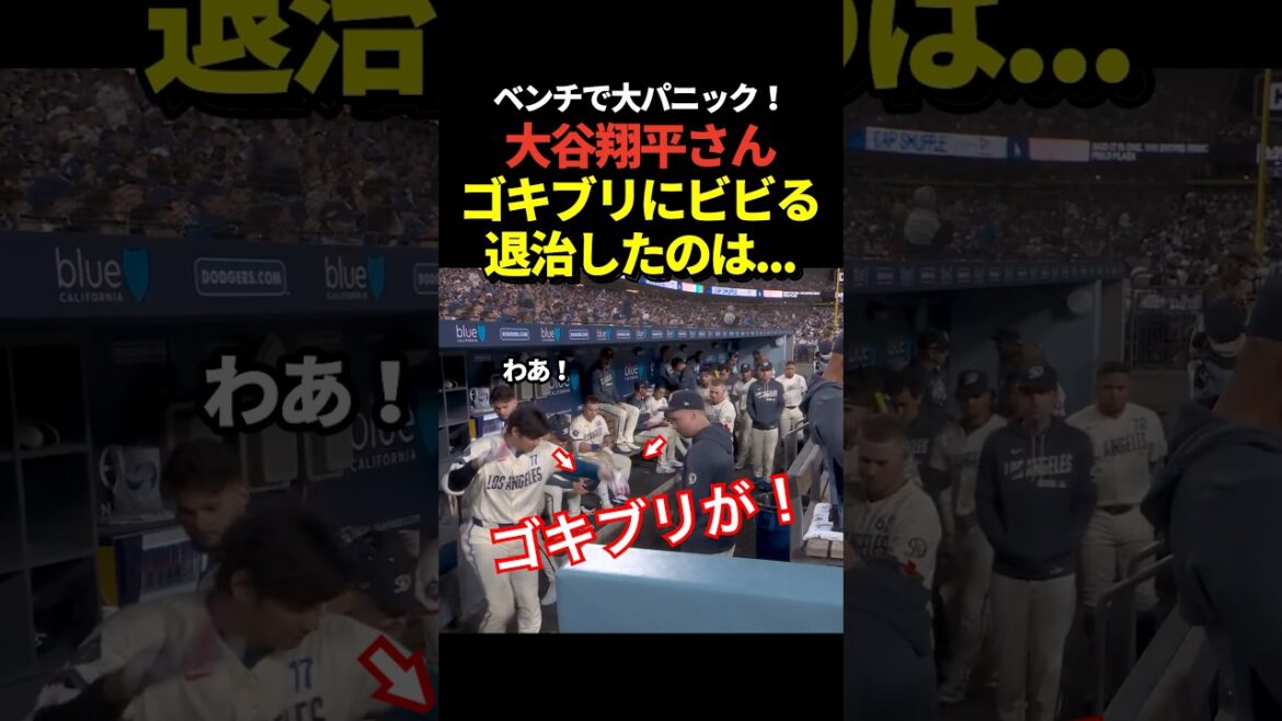 ㊗️500 000 vues ! Shohei Otani a été surpris de voir un cafard sur le banc ! ️Pahes est exterminé avec succès !