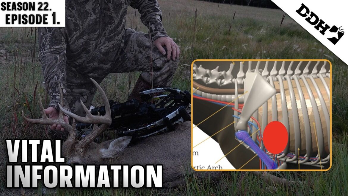 Informations vitales | Télévision de chasse au cerf et au cerf Informations vitales | Télévision de chasse au cerf et au cerf